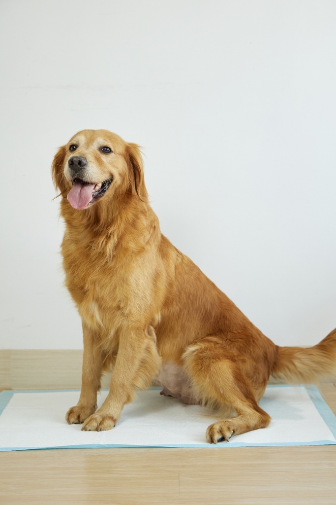 SNAPPY hygienic pet pads 45x60cm blue 26g, 50pcs/bag