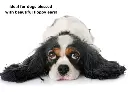02 LUCAA+ Pet Probiotic Ear Care - 100ml Spray.webp
