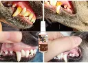 LUCAA-Pet-Probiotic-Dental-Care 02.webp