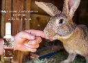 LUCAA-Probiotic-Dental-Care-for-rabbit.webp