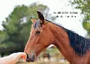 LUCAA-Probiotic-Dental-Care-for-horses.webp