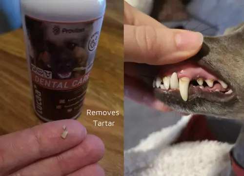 LUCAA-Pet-Probiotic-Dental-Care 03.webp