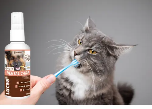LUCAA-Probiotic-Dental-Care-for-Cats.webp