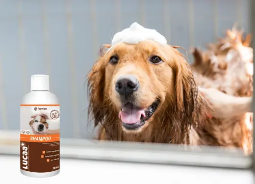 LUCAA+ Pet Probiotic Shampoo.webp