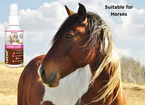 03 LUCAA+ Pet Probiotic Dermo (Wound) Care - 100ml Spray Malta horses.webp